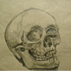 Schaedel 1